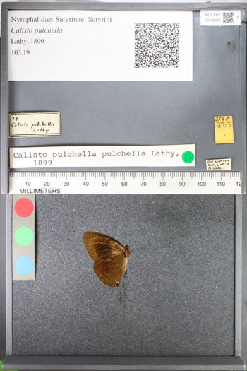 Media type: image;   Entomology 102829